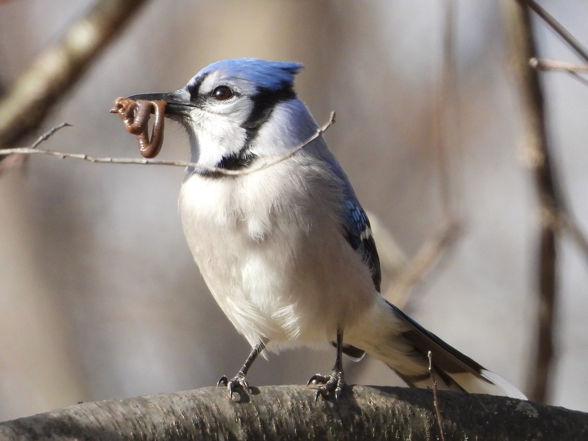 Blue Jay - ML645946520