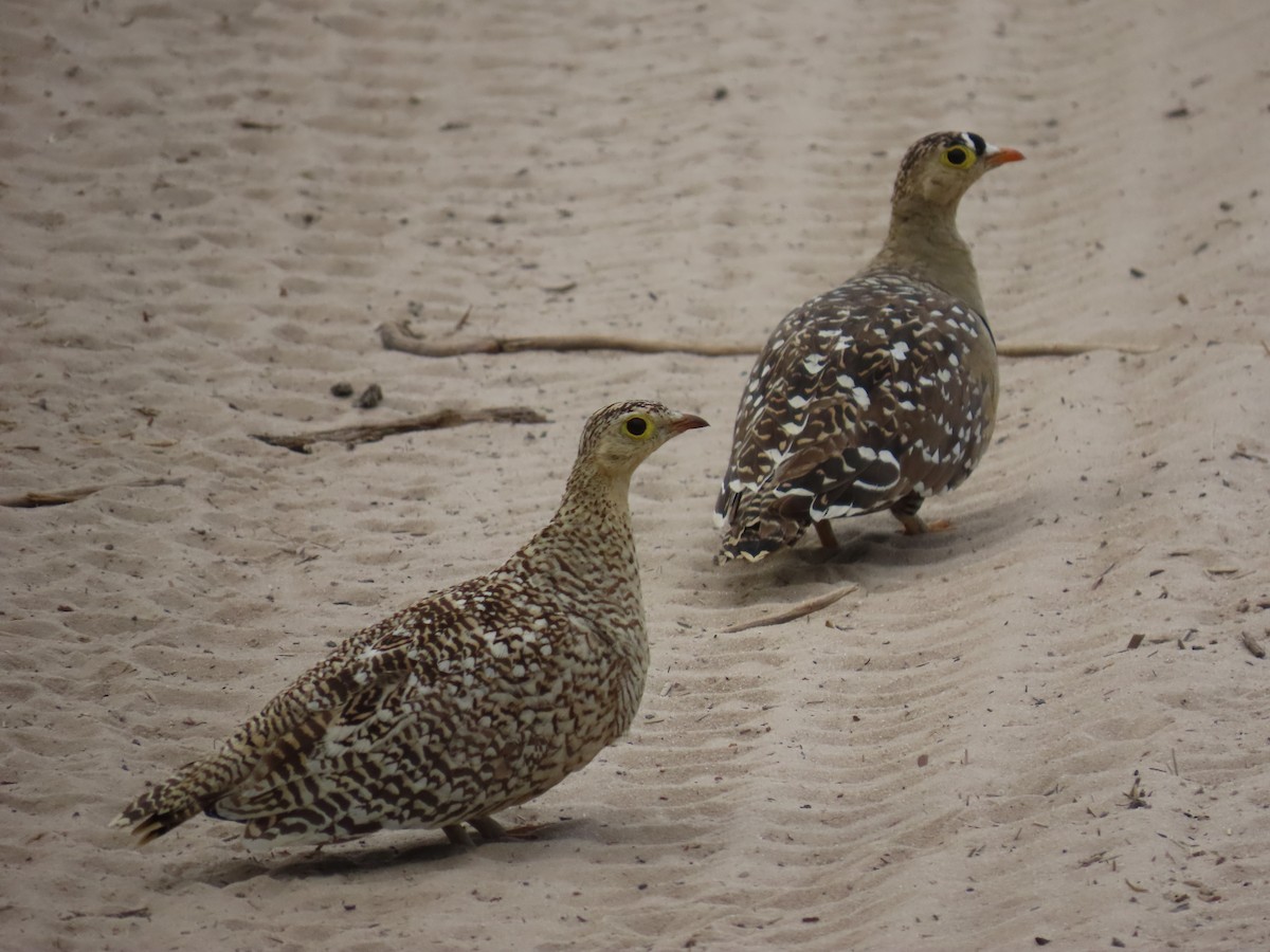 Double-banded Sandgrouse - ML645946521