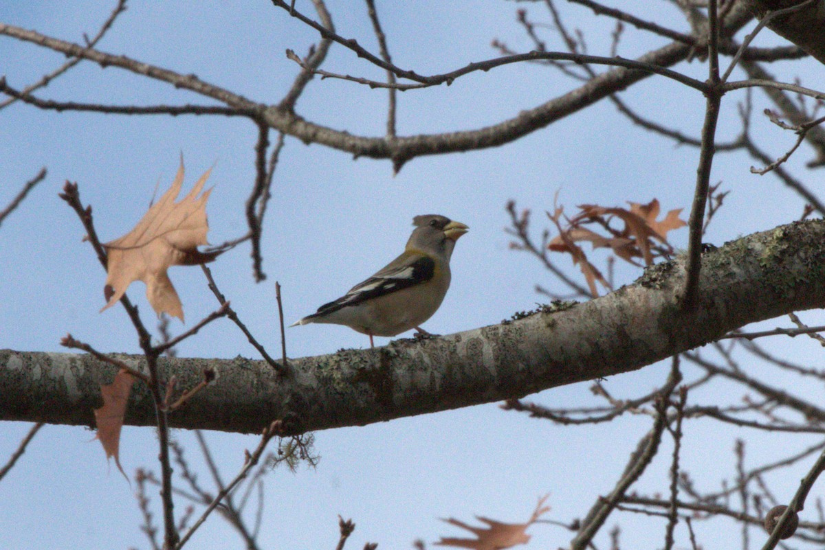Evening Grosbeak - ML645946522