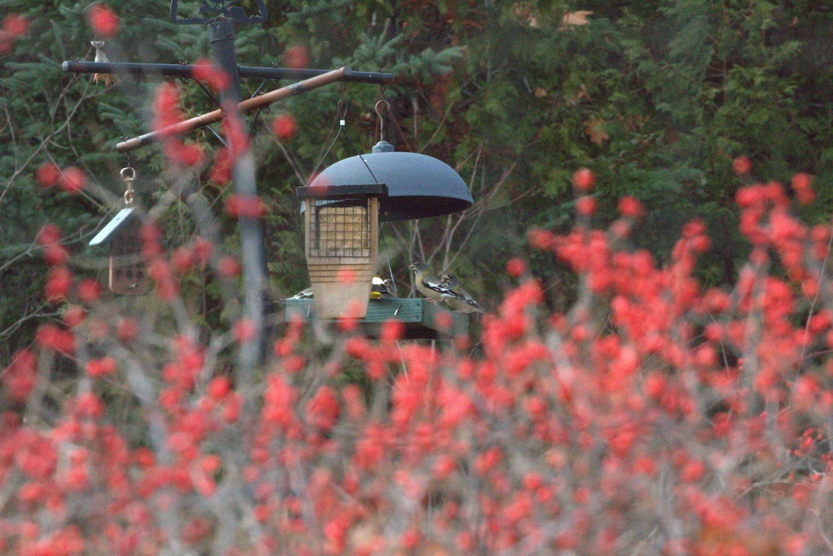 Evening Grosbeak - ML645946523