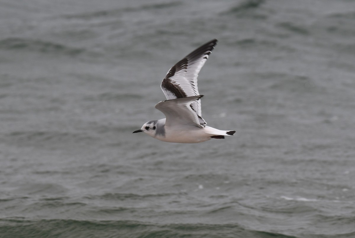 ヒメカモメ - ML645946526