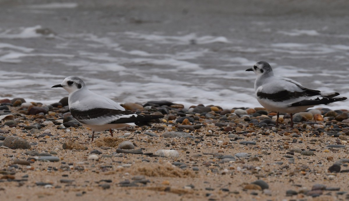 ヒメカモメ - ML645946527