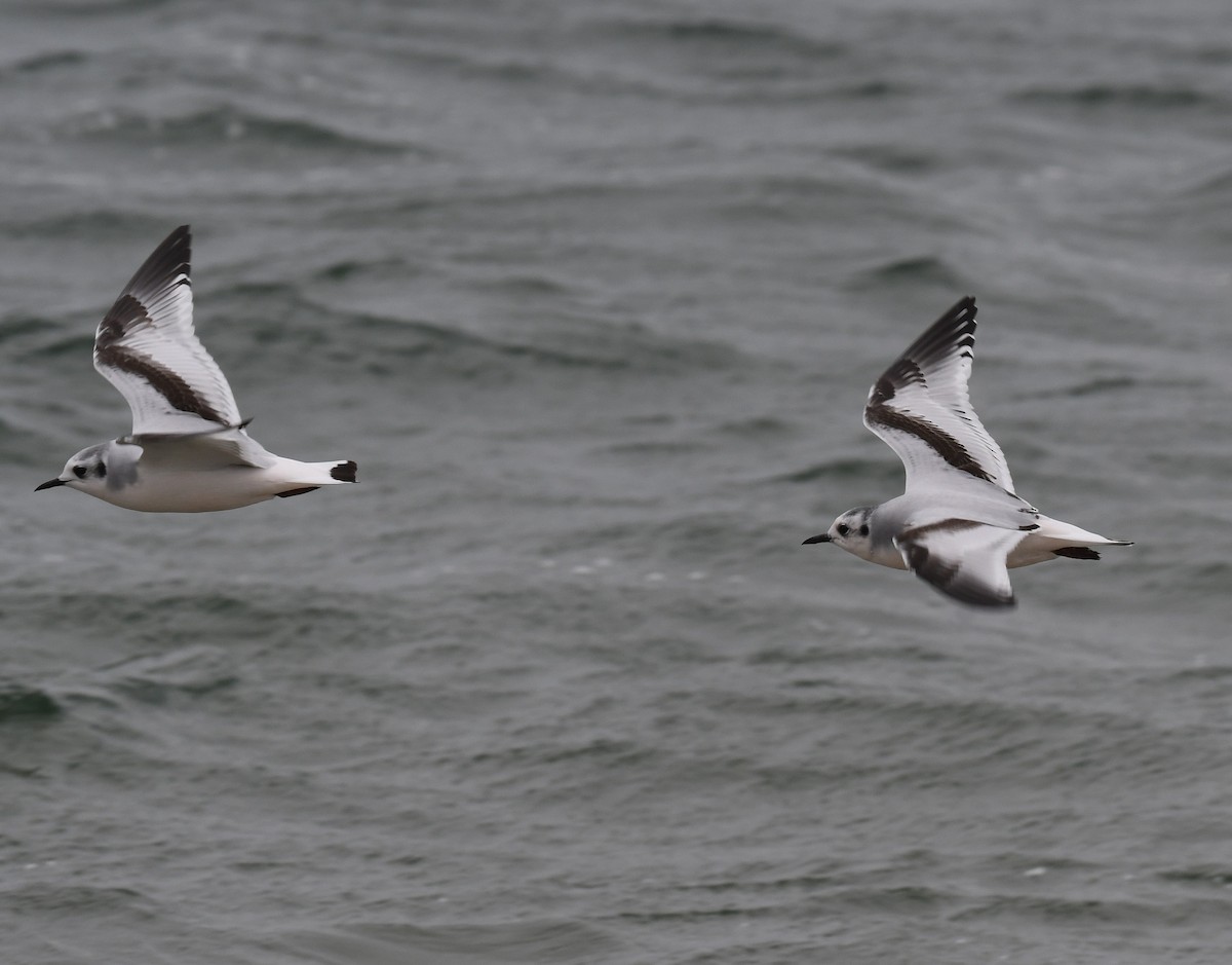 ヒメカモメ - ML645946528