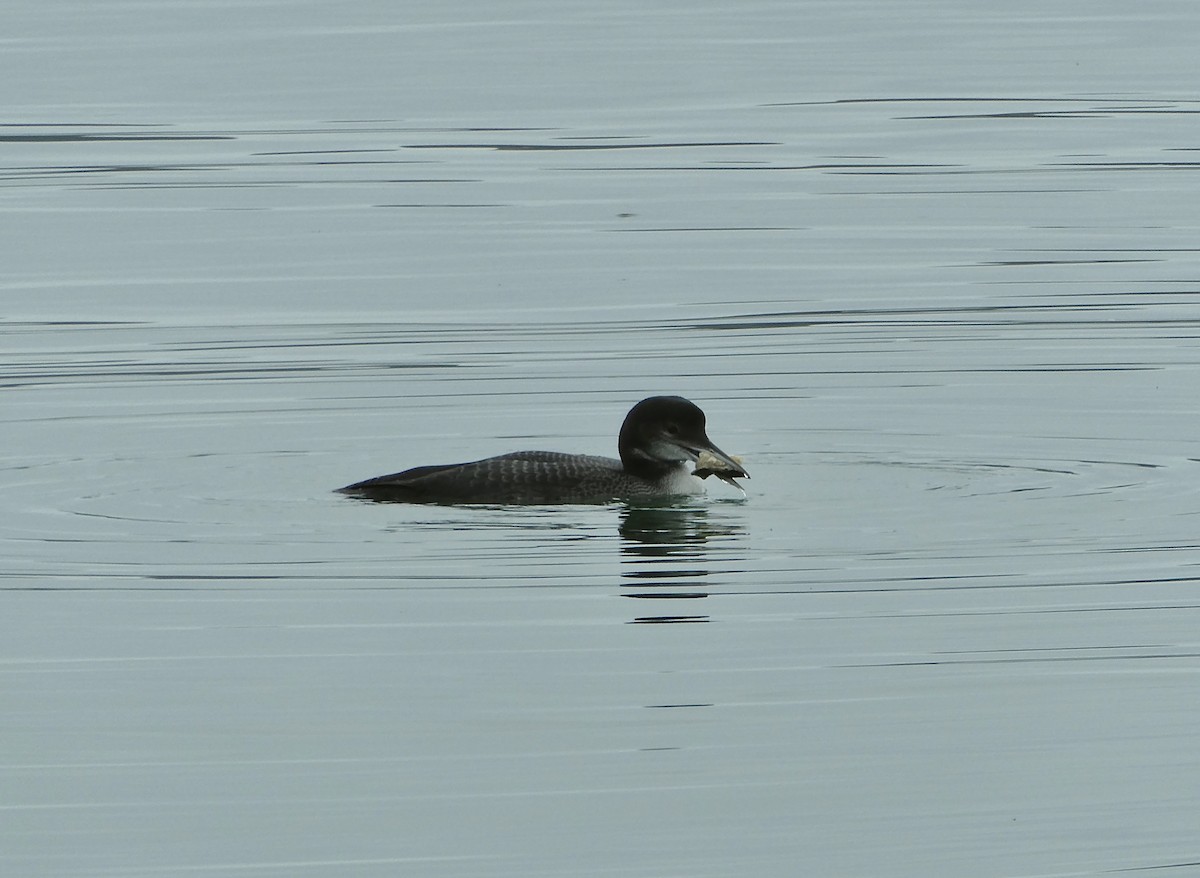 Common Loon - ML645946530