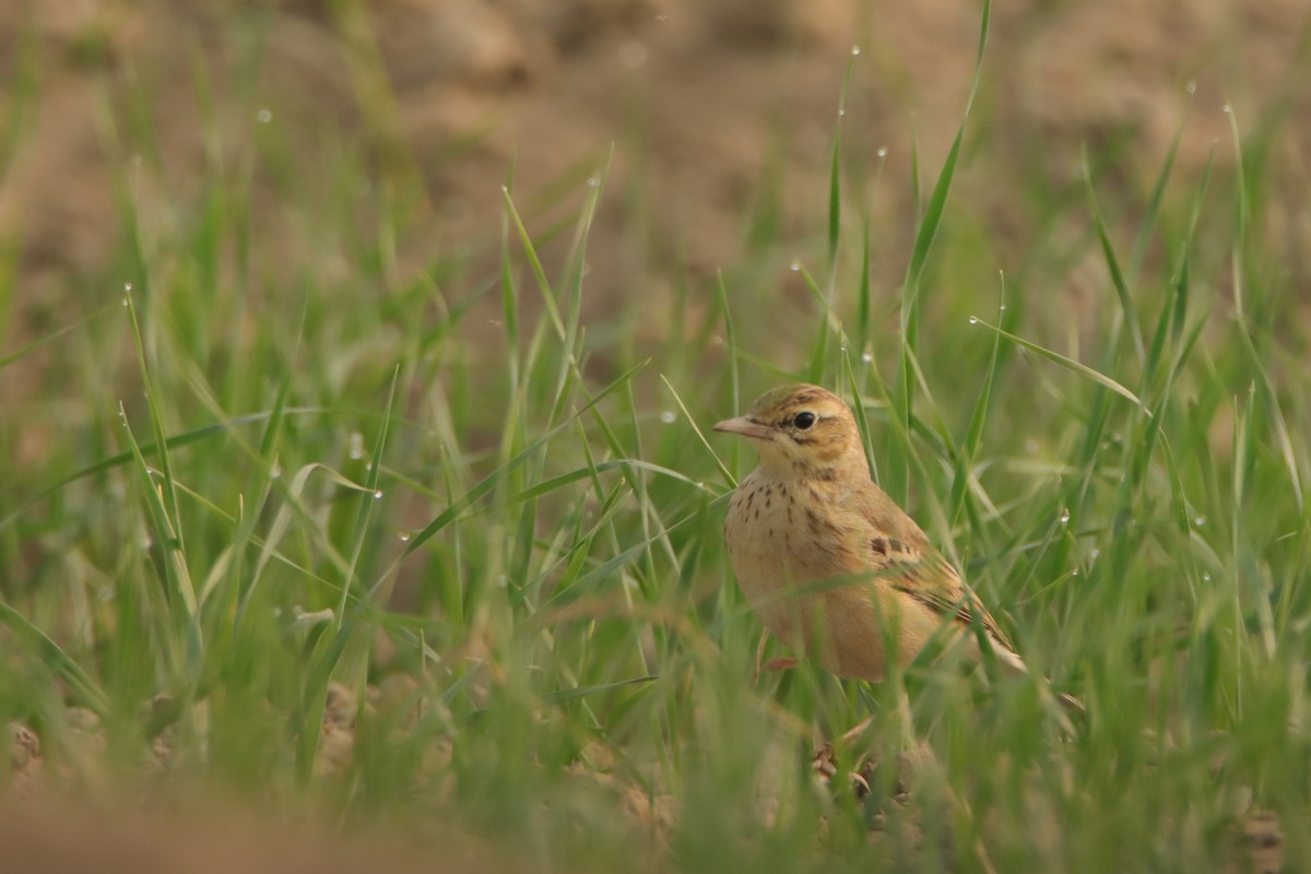 Tawny Pipit - ML645946534