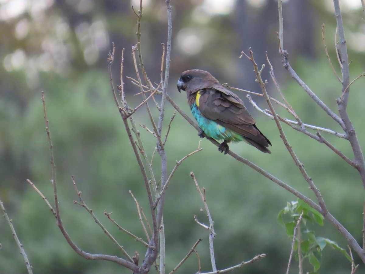 Meyer's Parrot - ML645946541