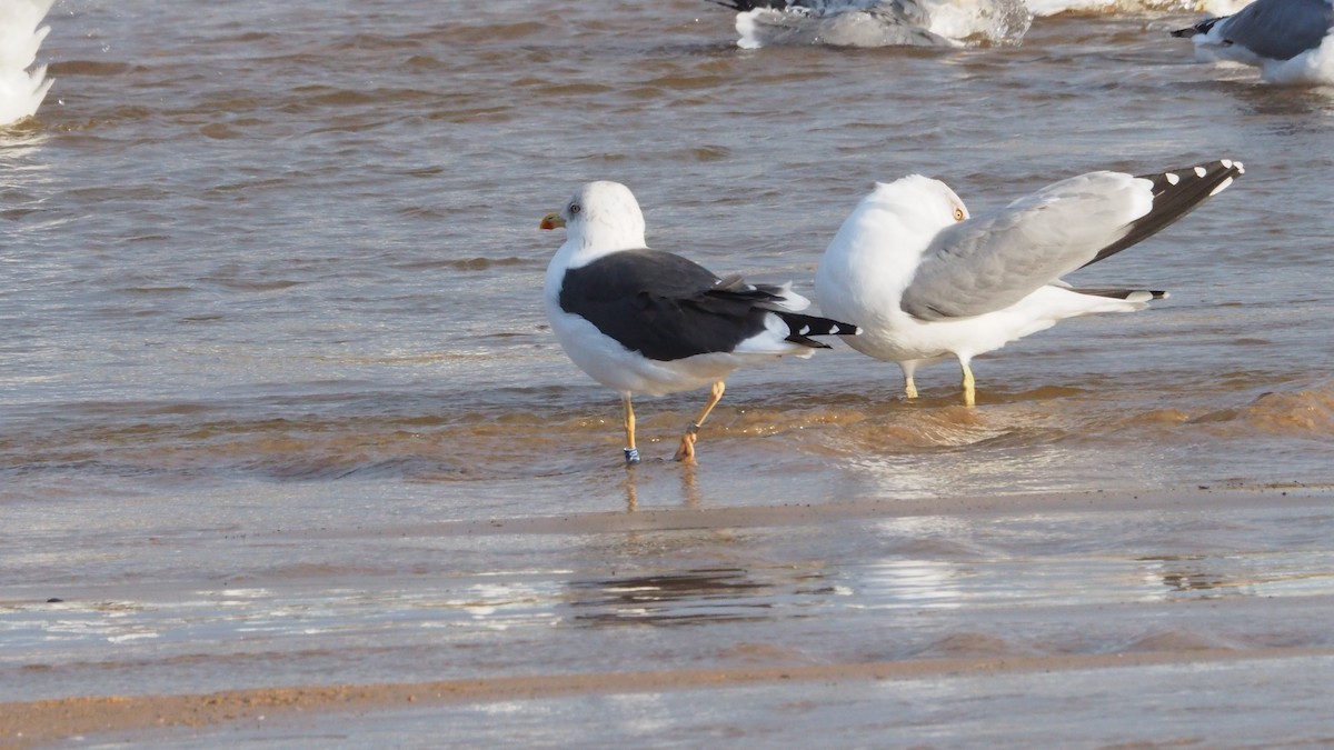 Zafferano - ML645946542