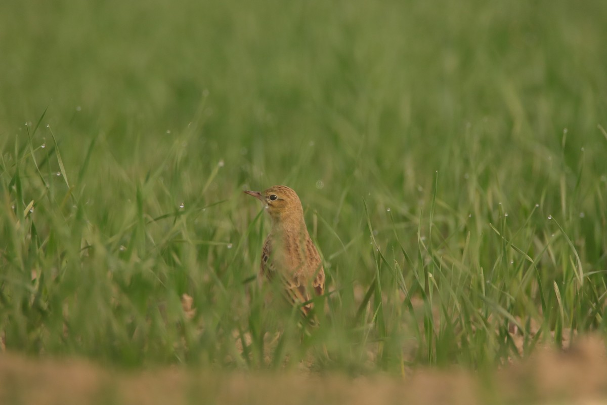 Tawny Pipit - ML645946545