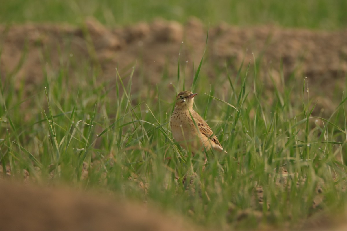 Tawny Pipit - ML645946546