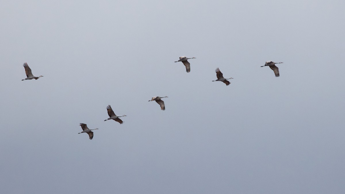 Sandhill Crane - ML645946563