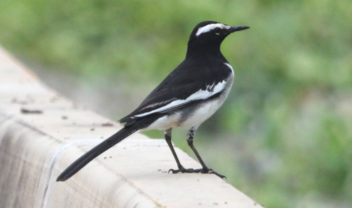 Bergeronnette indienne - ML645946564