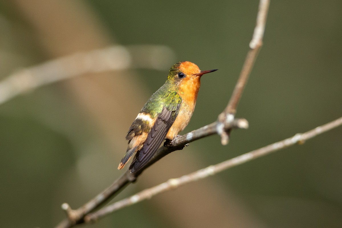 Rufous-crested Coquette - ML645946568