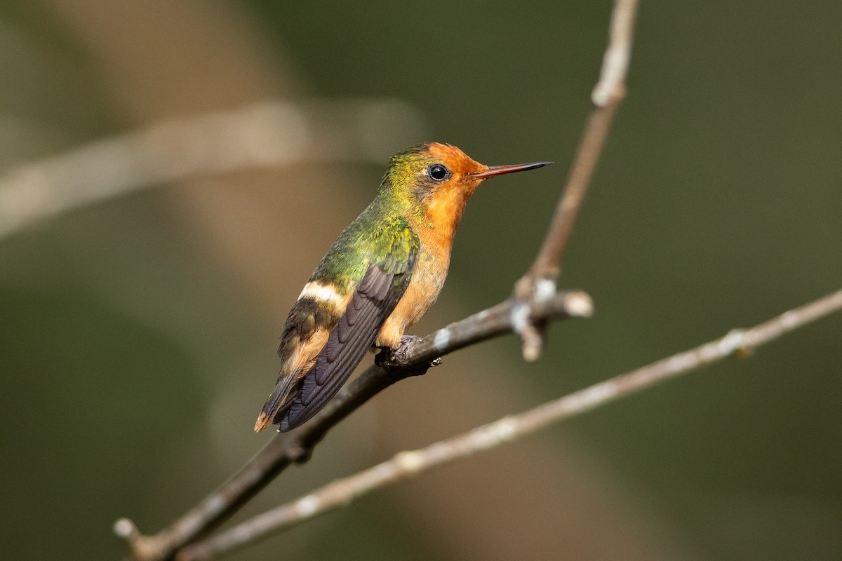 Rufous-crested Coquette - ML645946569