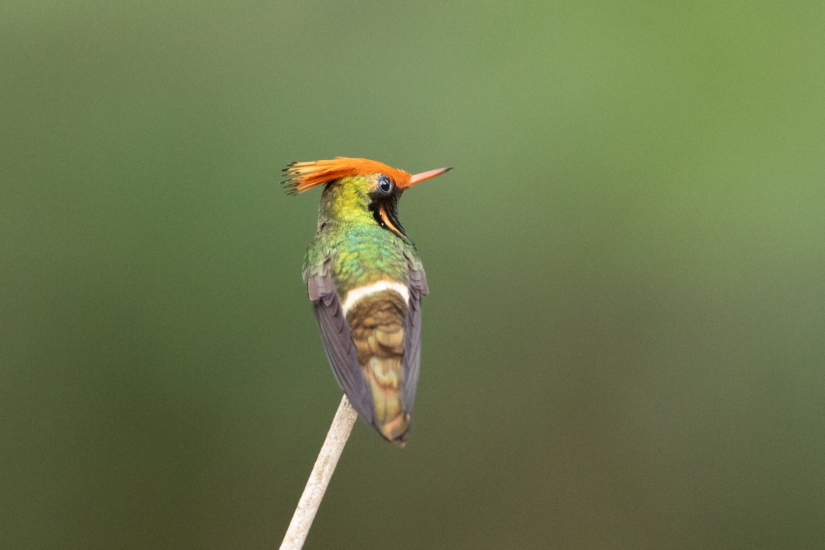 Rufous-crested Coquette - ML645946570