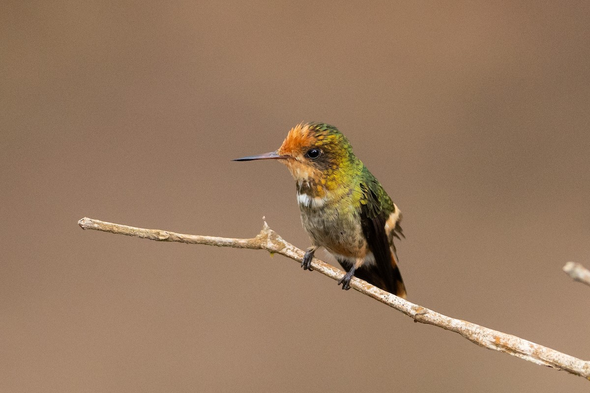 Rufous-crested Coquette - ML645946571
