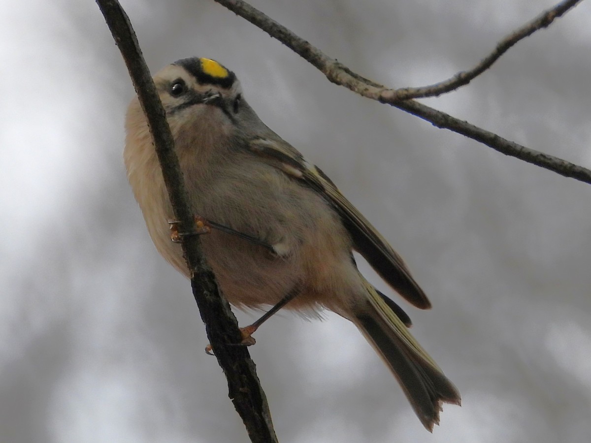 Erregetxo amerikarra - ML645946574