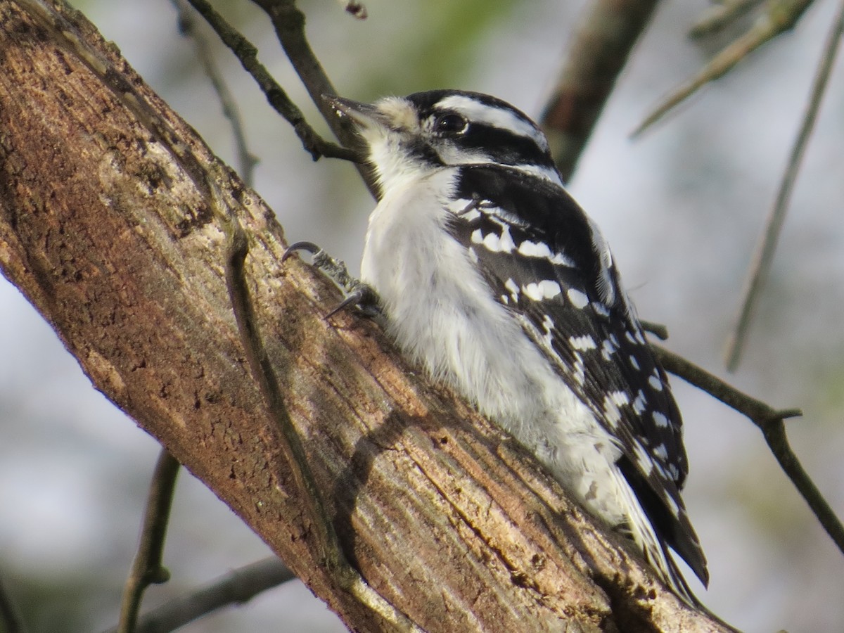 Downy Woodpecker - ML645946577
