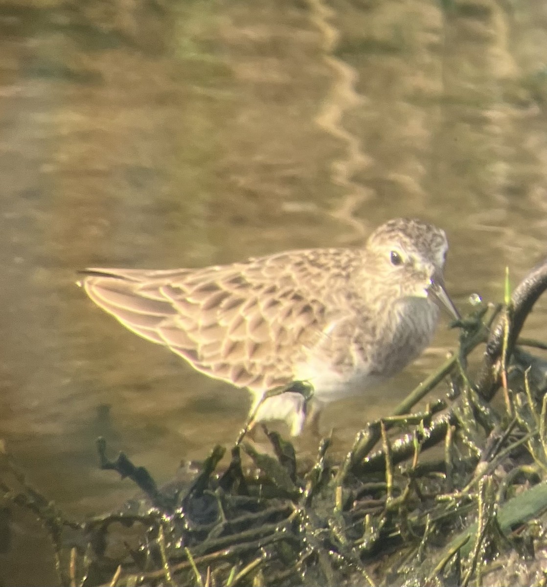 Least Sandpiper - ML645946578
