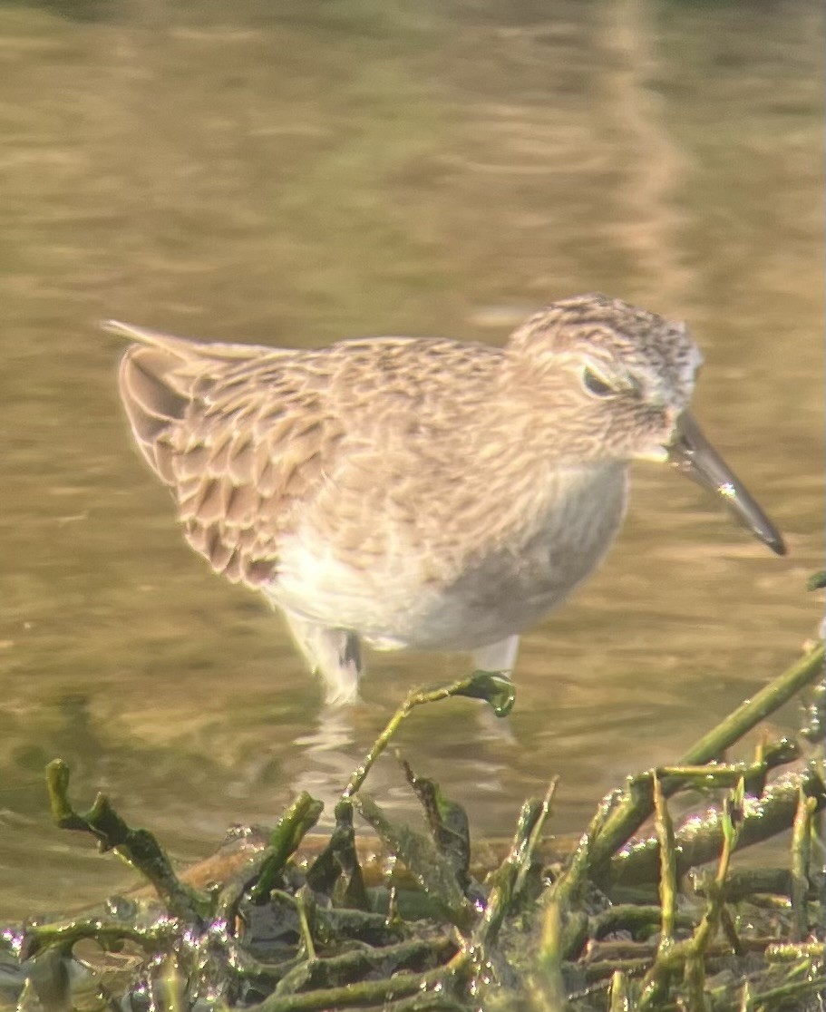 Least Sandpiper - ML645946579