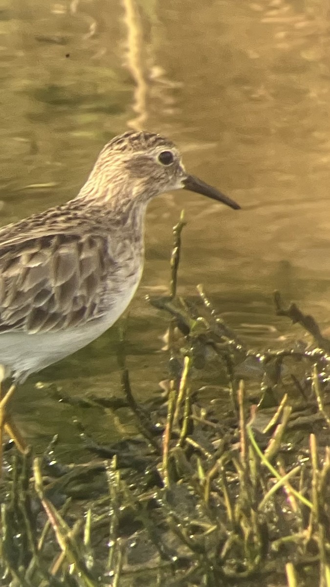 Least Sandpiper - ML645946580
