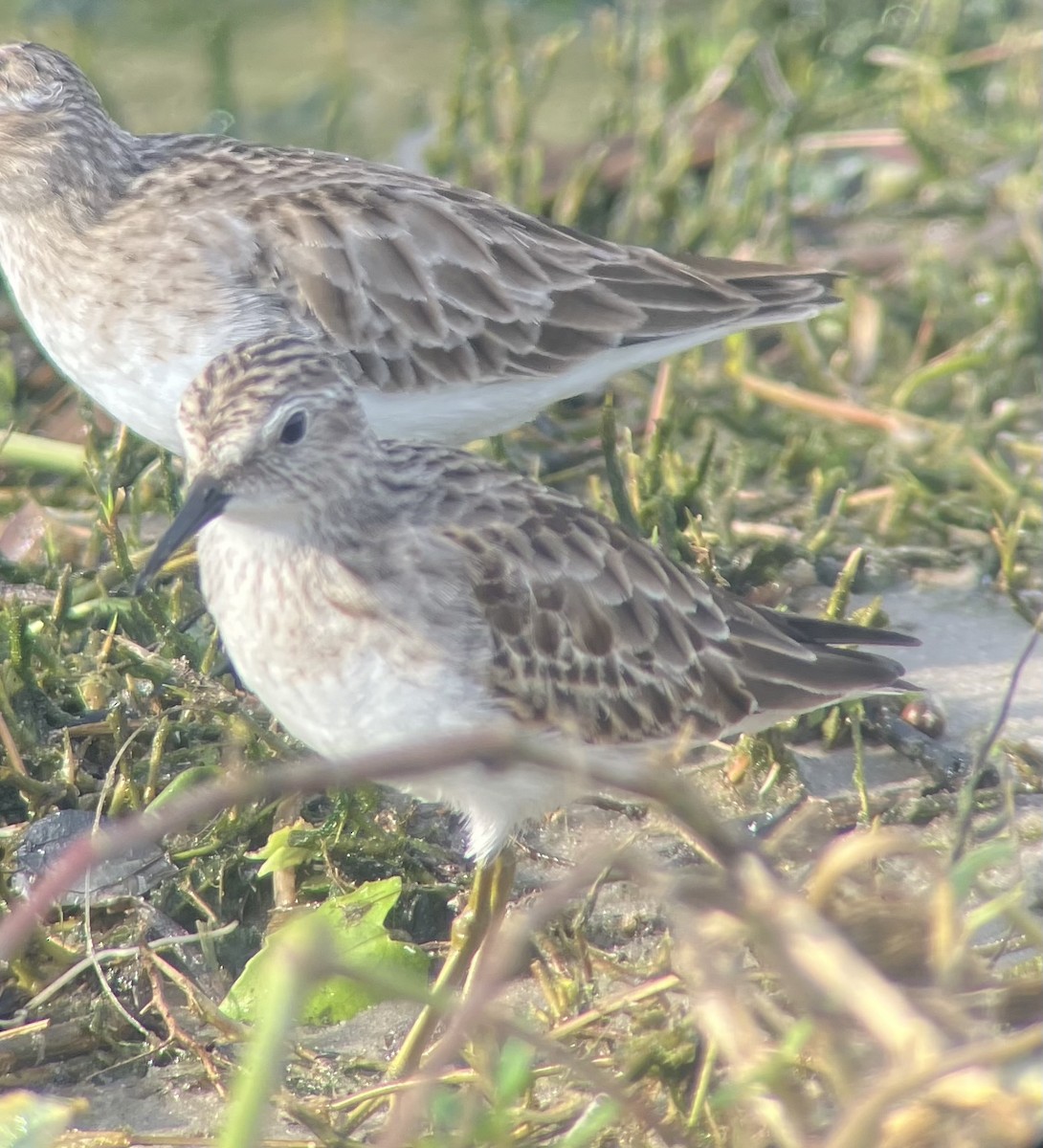 Least Sandpiper - ML645946581