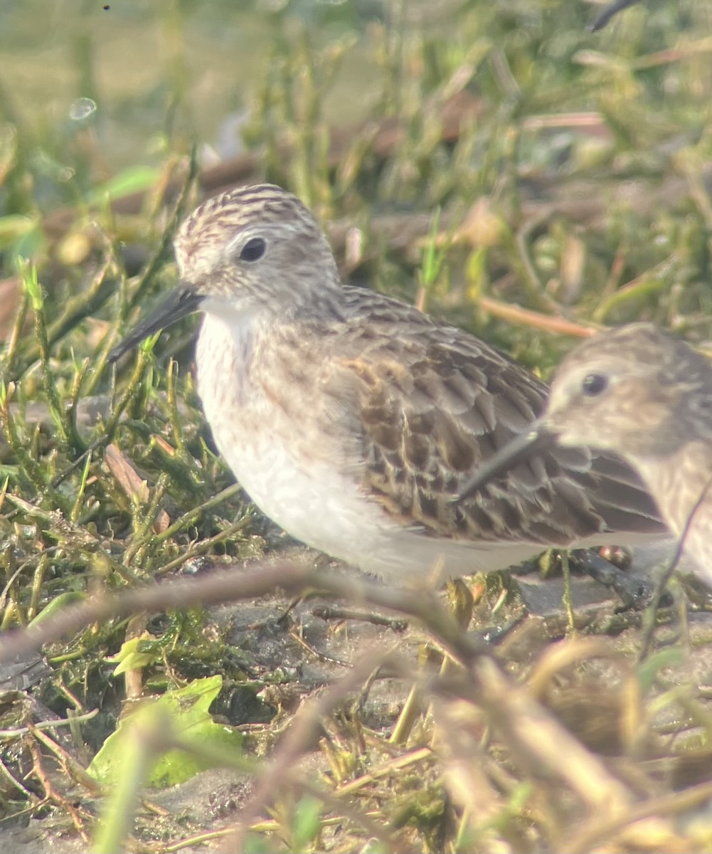 Least Sandpiper - ML645946582