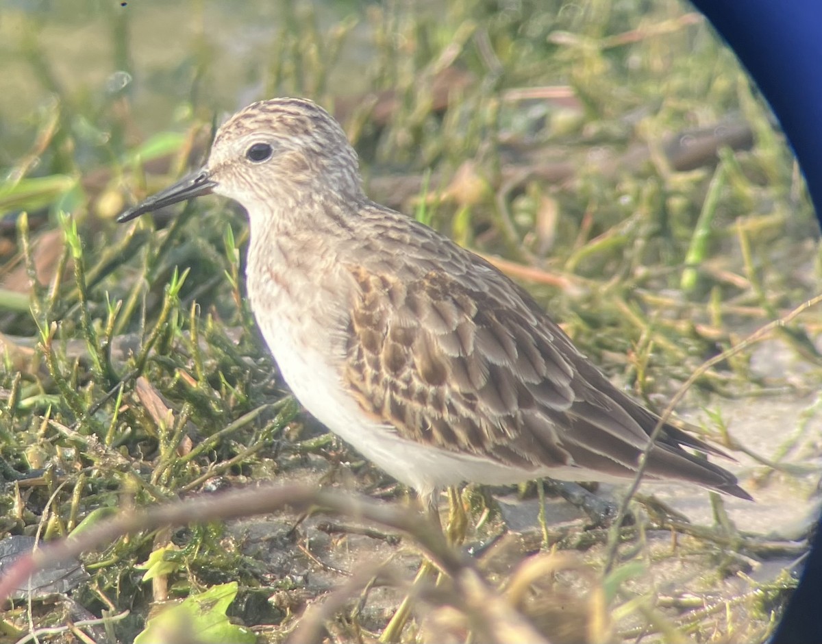 Least Sandpiper - ML645946583