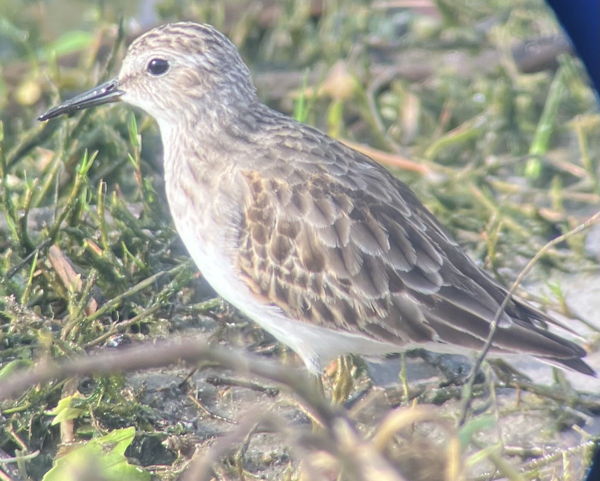 Least Sandpiper - ML645946584