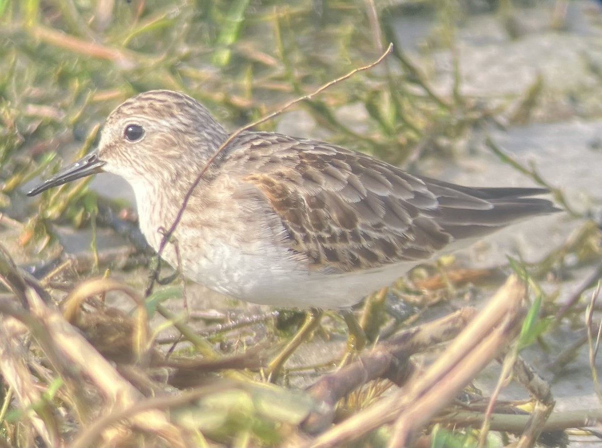 Least Sandpiper - ML645946585