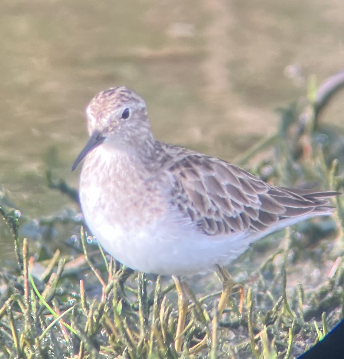 Least Sandpiper - ML645946586