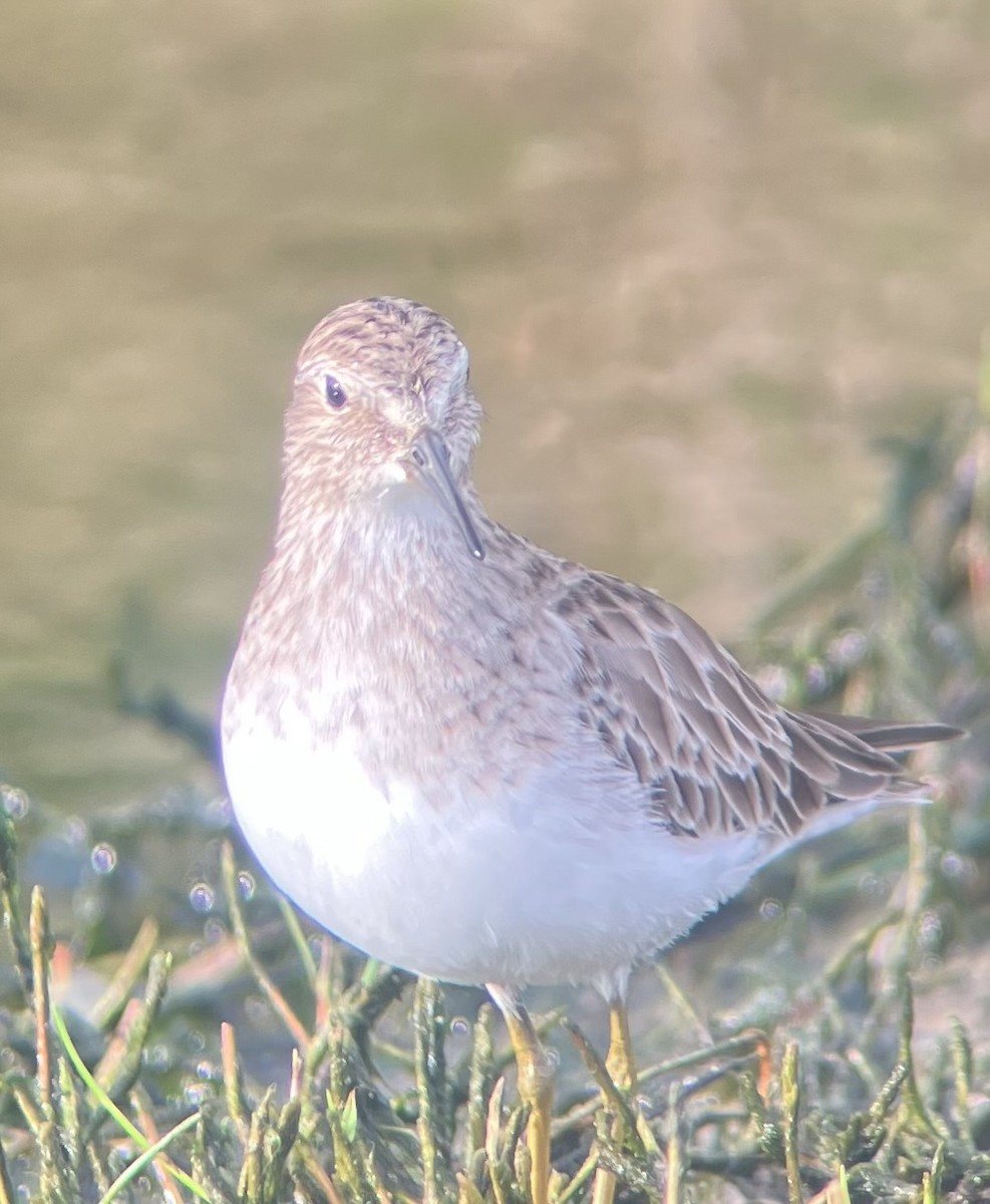 Least Sandpiper - ML645946587