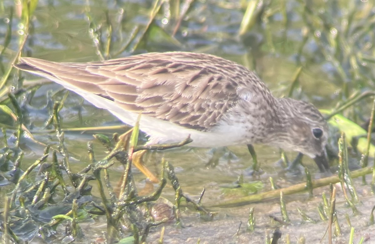 Least Sandpiper - ML645946588