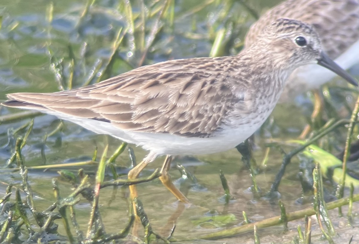 Least Sandpiper - ML645946589