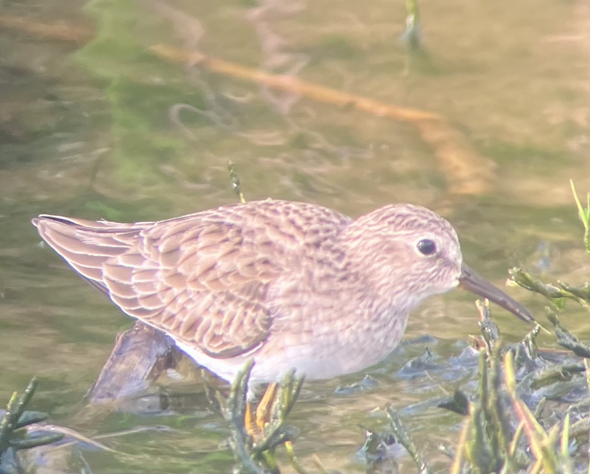 Least Sandpiper - ML645946590