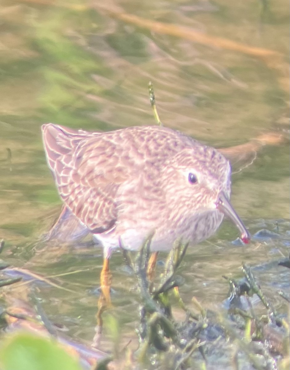 Least Sandpiper - ML645946591