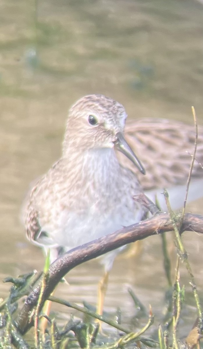Least Sandpiper - ML645946592