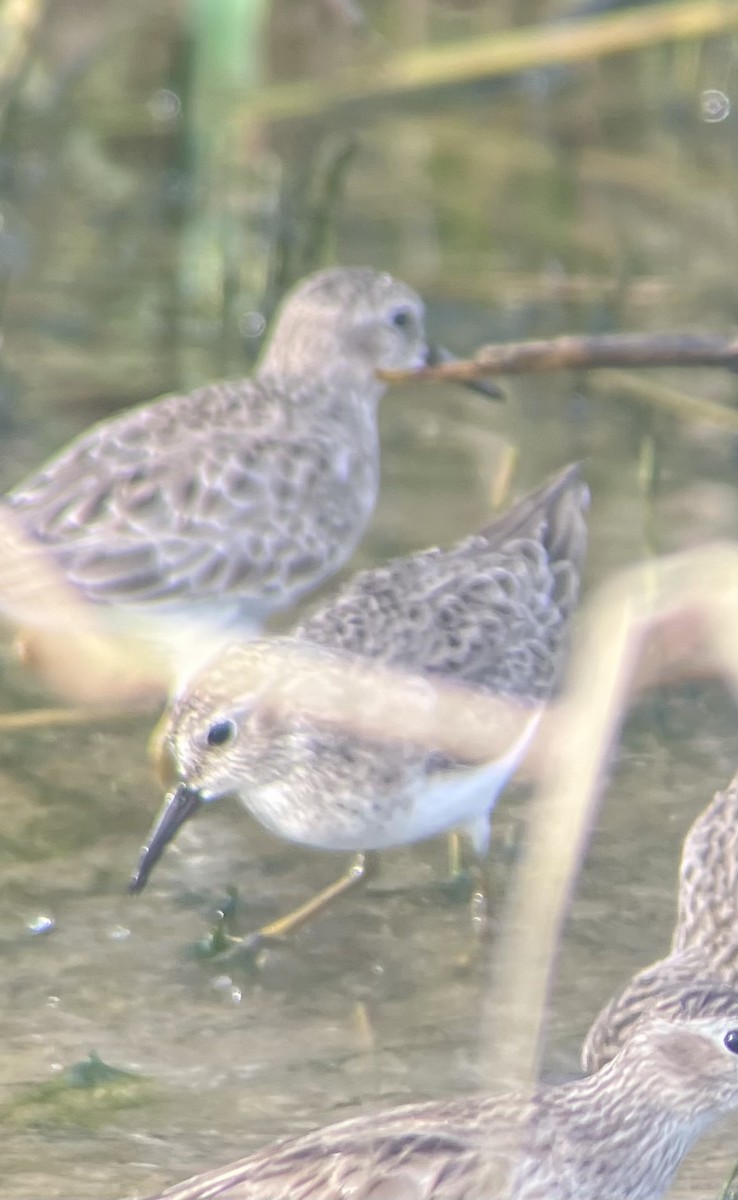 Least Sandpiper - ML645946593