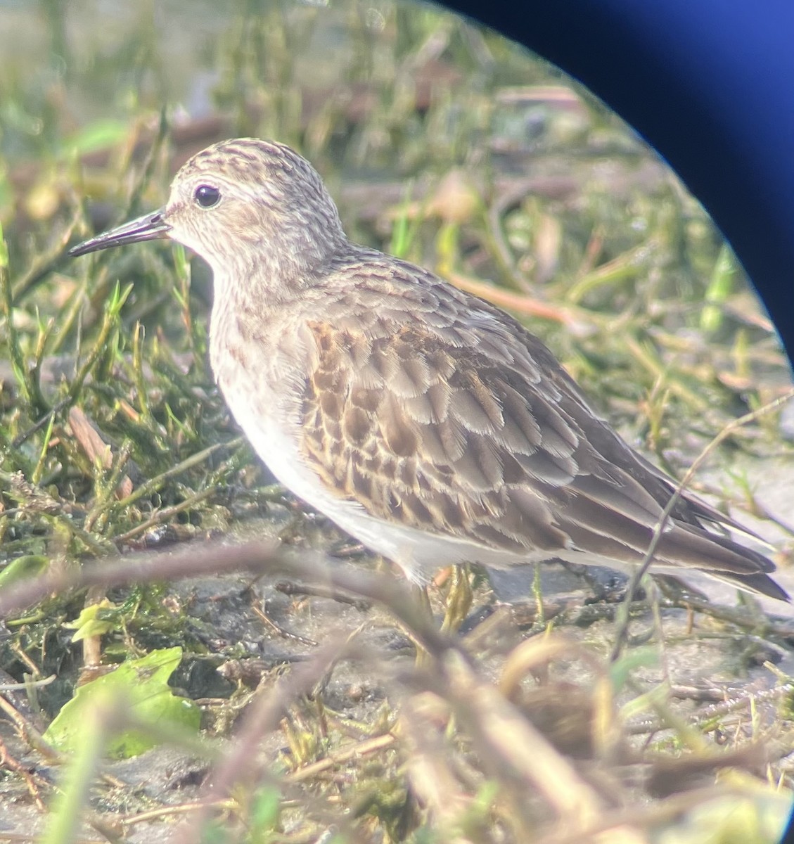 Least Sandpiper - ML645946594