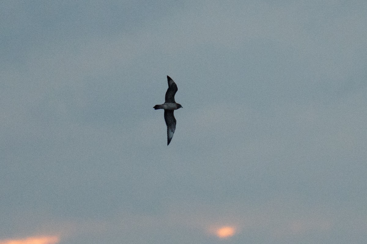 Parasitic Jaeger - ML645946596