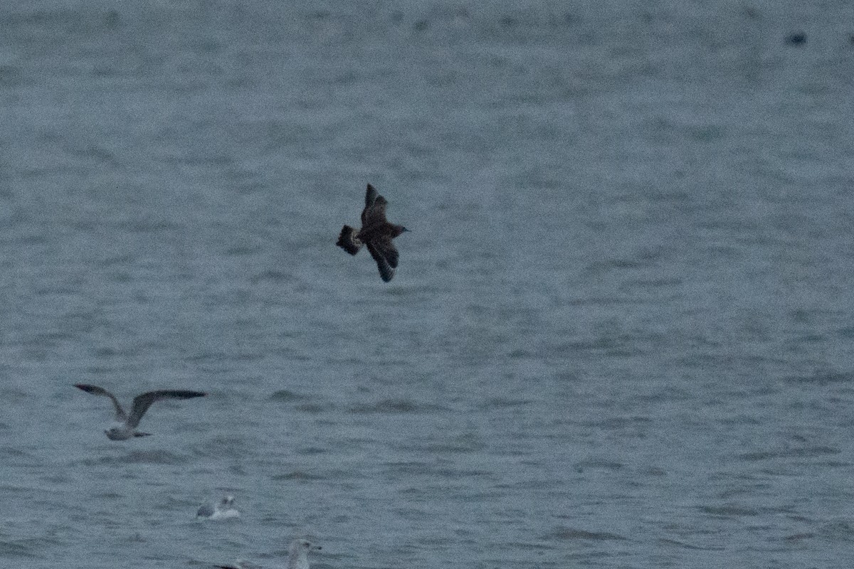 Parasitic Jaeger - ML645946597