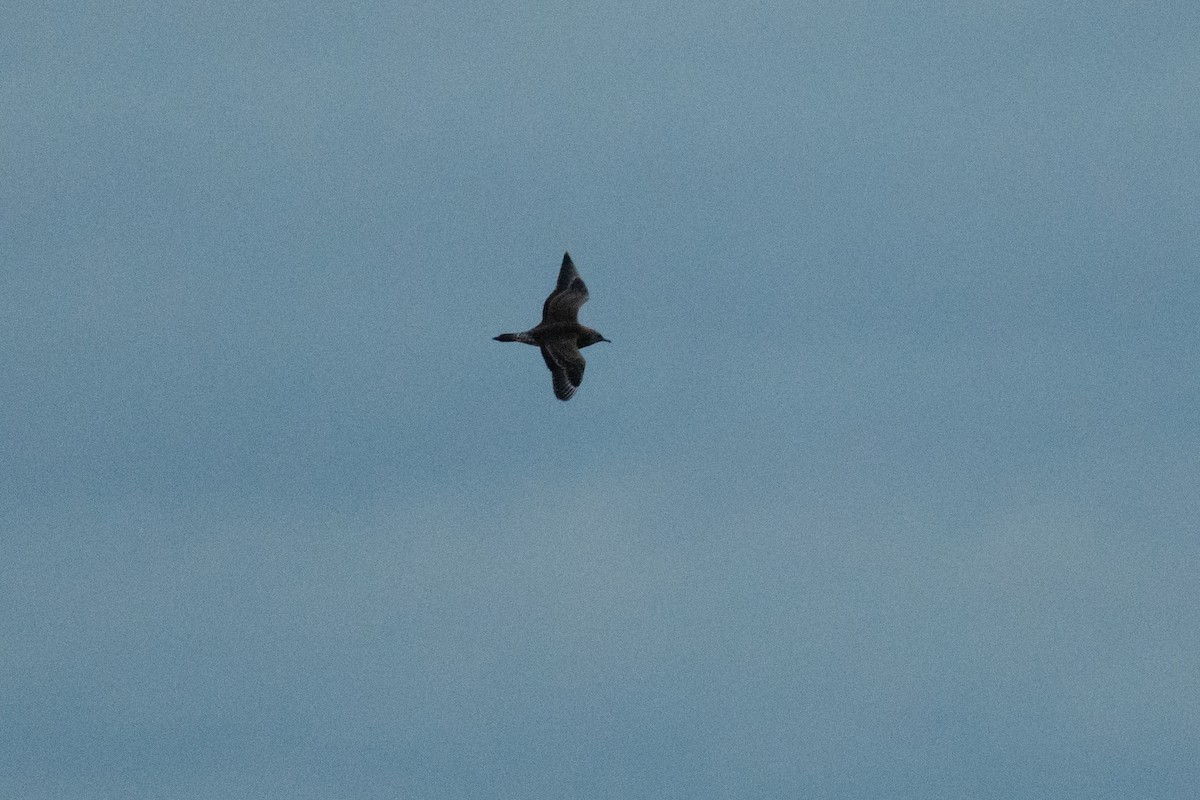 Parasitic Jaeger - ML645946598