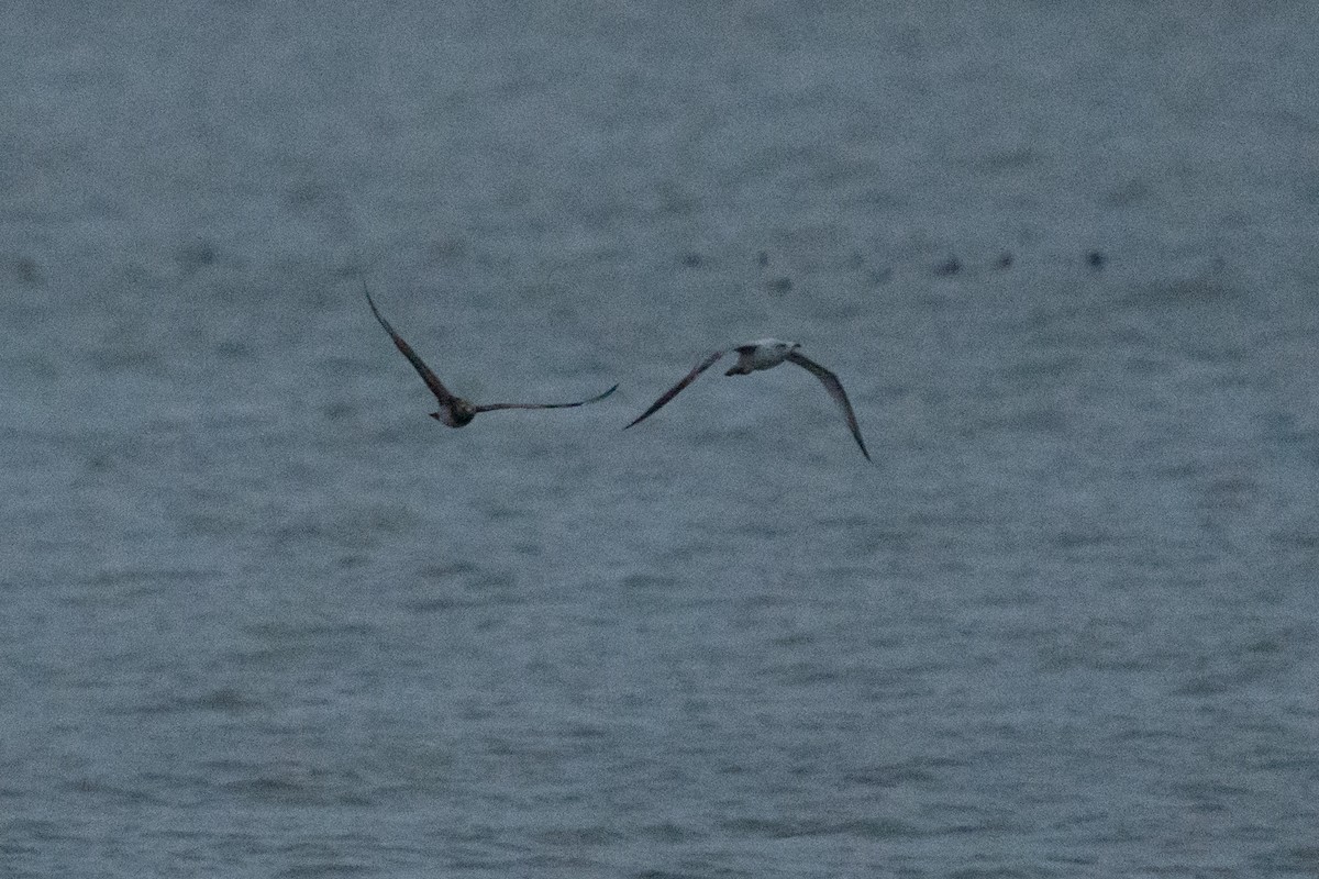 Parasitic Jaeger - ML645946599