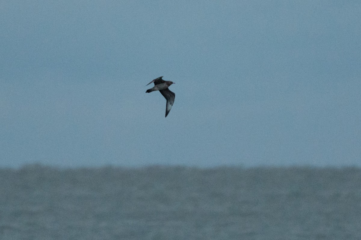 Parasitic Jaeger - ML645946600