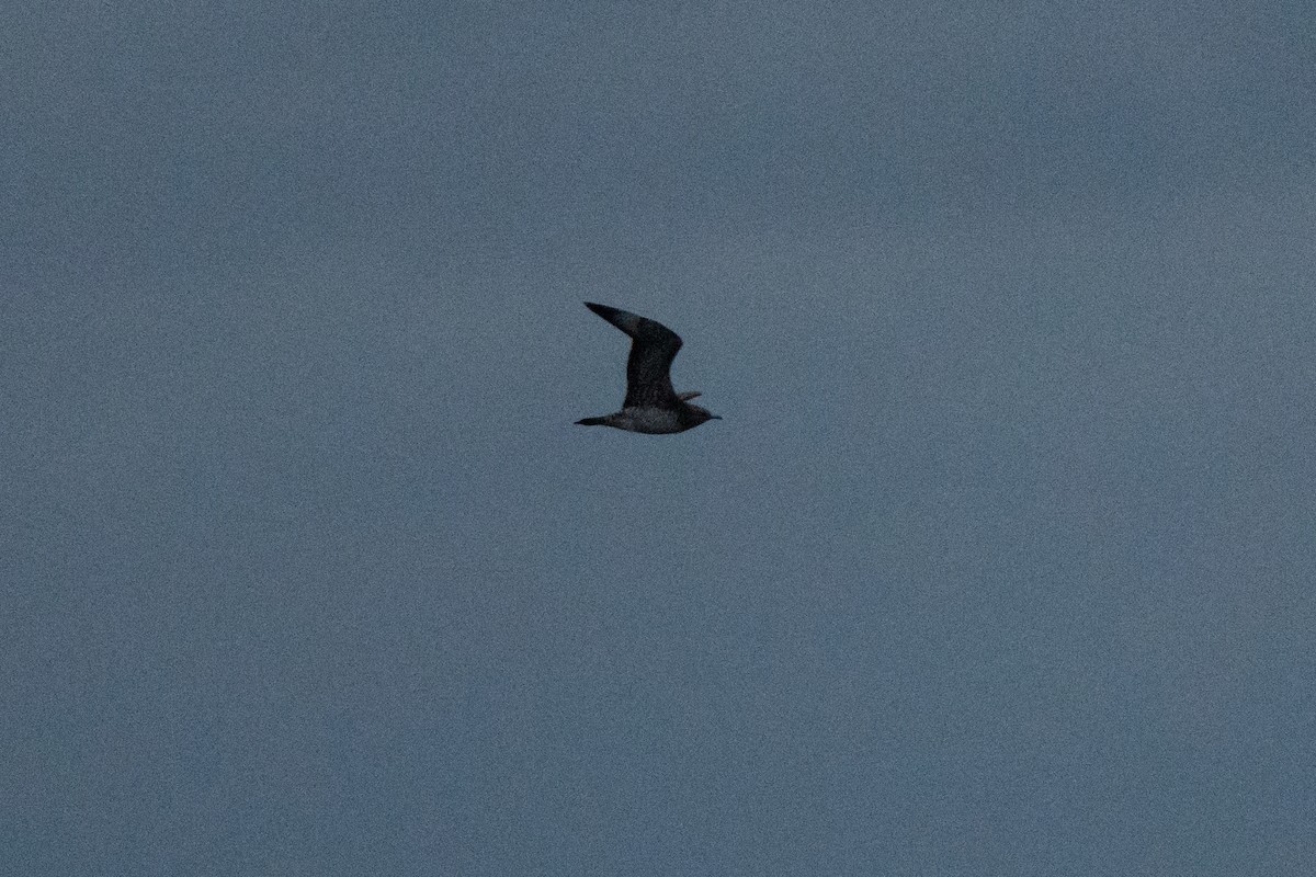 Parasitic Jaeger - ML645946601