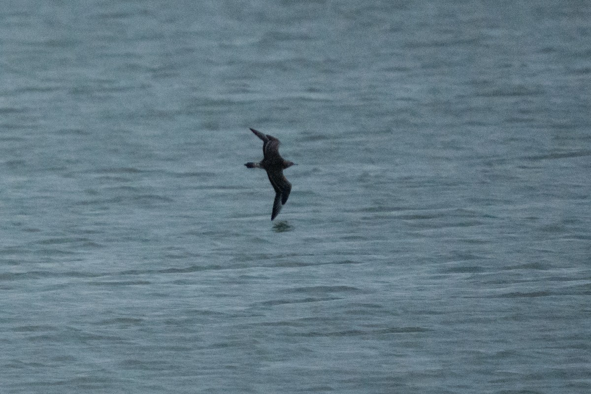 Parasitic Jaeger - ML645946602