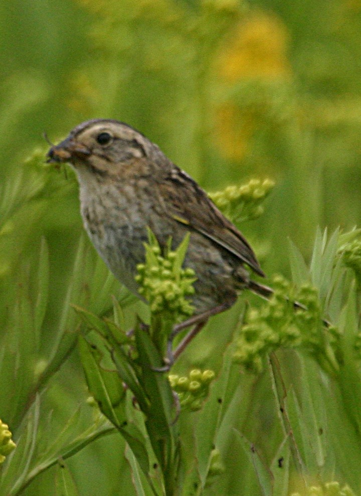 Nelson's Sparrow - ML645946603