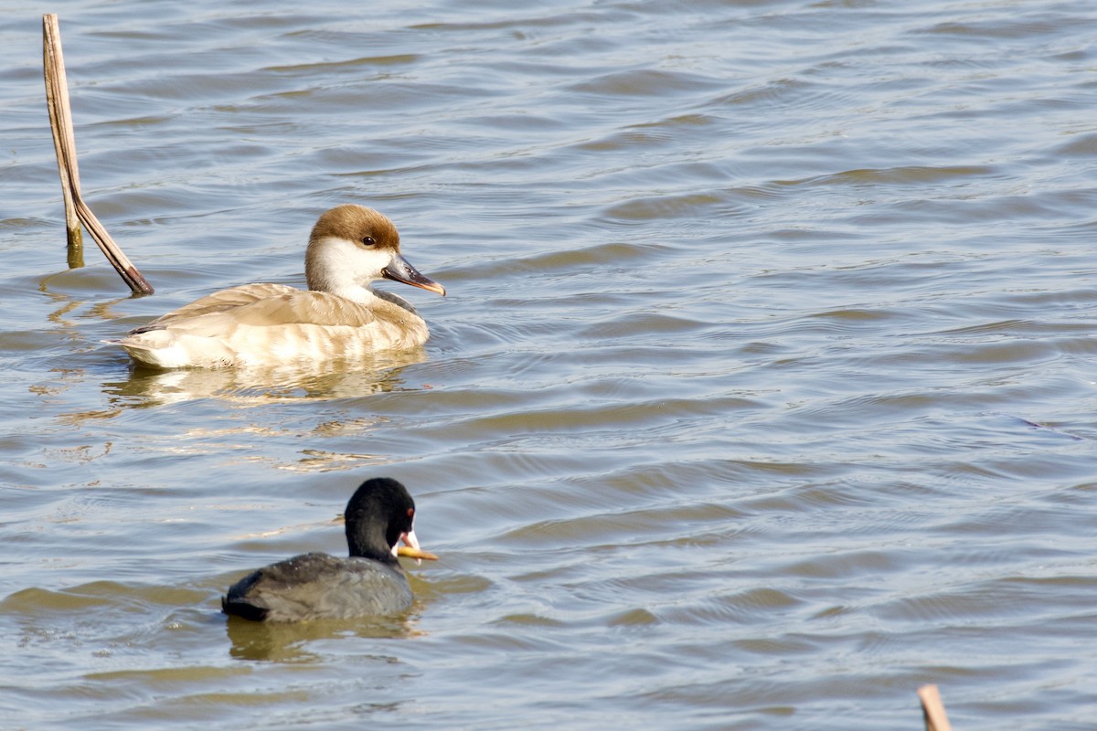 Red-crested Pochard - ML645946604