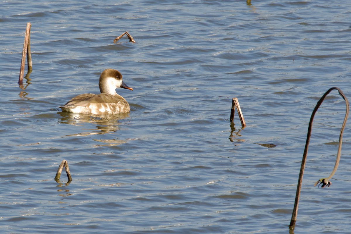 Red-crested Pochard - ML645946605