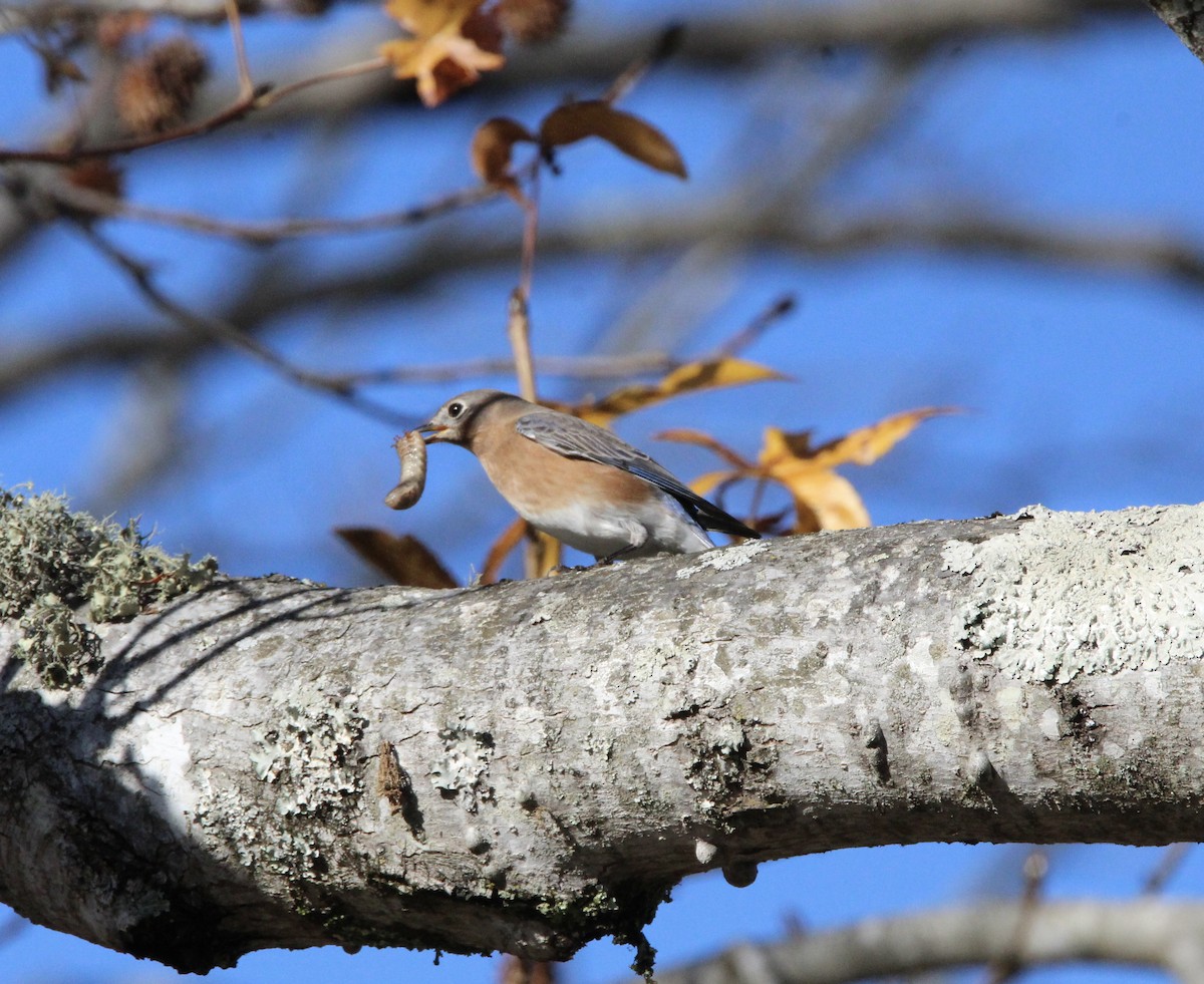 Eastern Bluebird - ML645946609