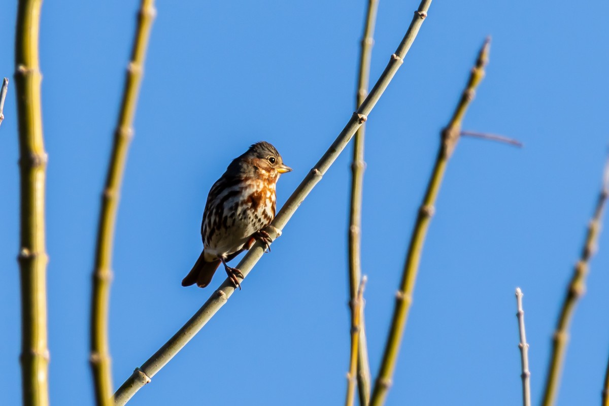 strnadec kaštanový - ML645946611